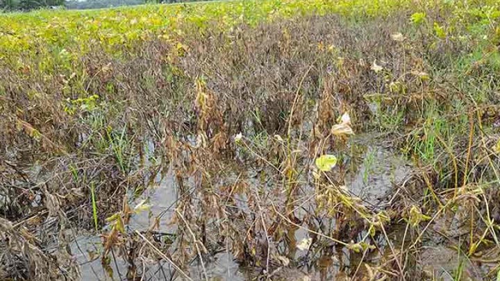 টানা বৃষ্টিতে লক্ষ্মীপুরে সয়াবিন ক্ষেতে পনি জমে পচন